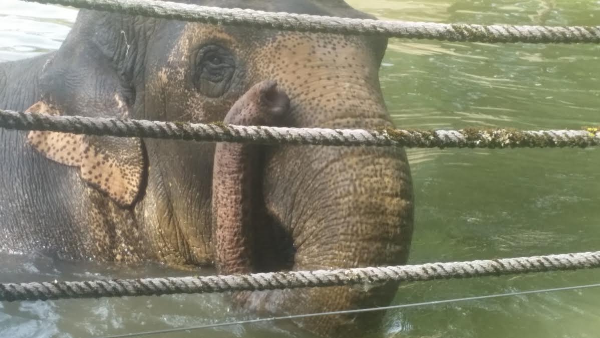 Betagte Zoobewohnerin: Elefantenkuh Targa