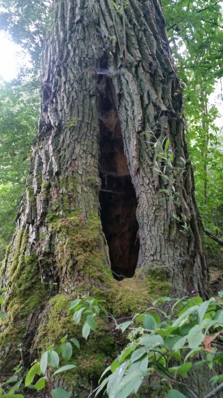 Baum in der Wolfzahnau